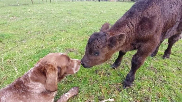 Unlikely Animal Friendships That Will Melt Your Heart (21 Pics)