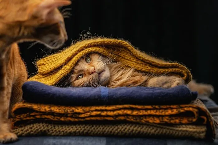 Estas 30 fotos de animales fueron elegidas por el público como las mejores del concurso de Photocrowd