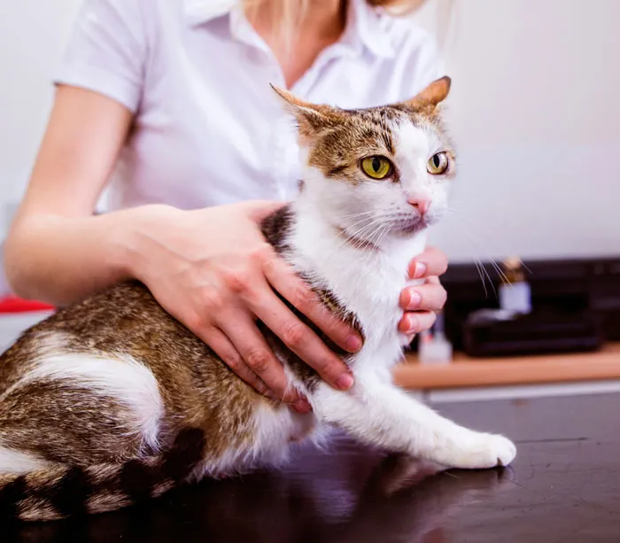 33 Funny But Painful Vet Visits Where The Owners Had To Pay For Something Silly