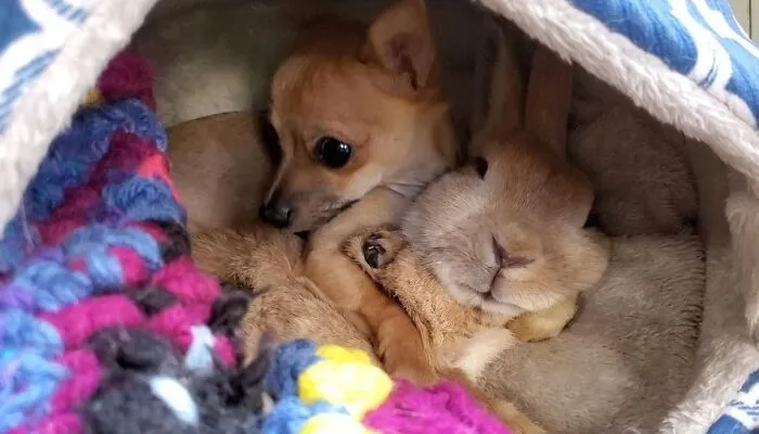Unlikely Animal Friendships That Will Melt Your Heart (21 Pics)