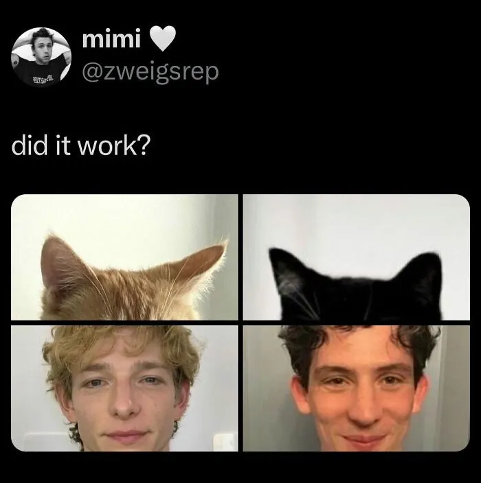 Funny random tweets showing a tweet with cat ears photoshopped onto human heads for comedic effect