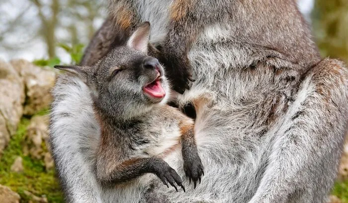 Estas 30 fotos de animales fueron elegidas por el público como las mejores del concurso de Photocrowd
