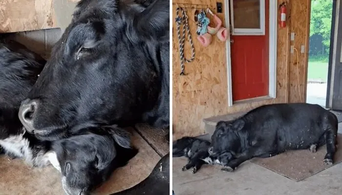 Unlikely Animal Friendships That Will Melt Your Heart (21 Pics)