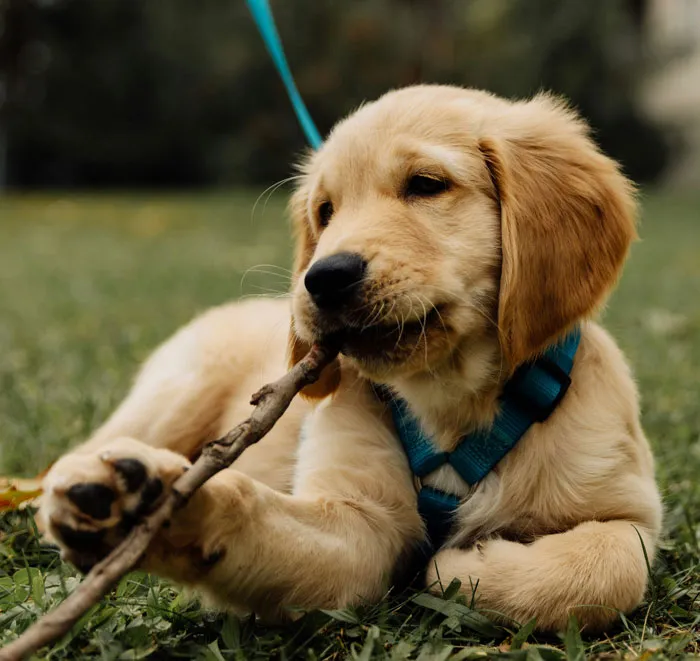 33 Funny But Painful Vet Visits Where The Owners Had To Pay For Something Silly
