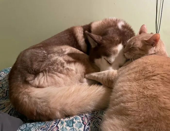 Unlikely Animal Friendships That Will Melt Your Heart (21 Pics)