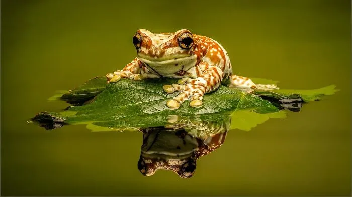 Estas 30 fotos de animales fueron elegidas por el público como las mejores del concurso de Photocrowd