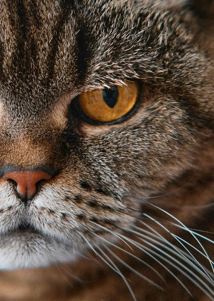 33 Funny But Painful Vet Visits Where The Owners Had To Pay For Something Silly