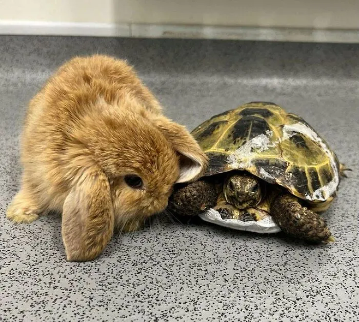 Unlikely Animal Friendships That Will Melt Your Heart (21 Pics)