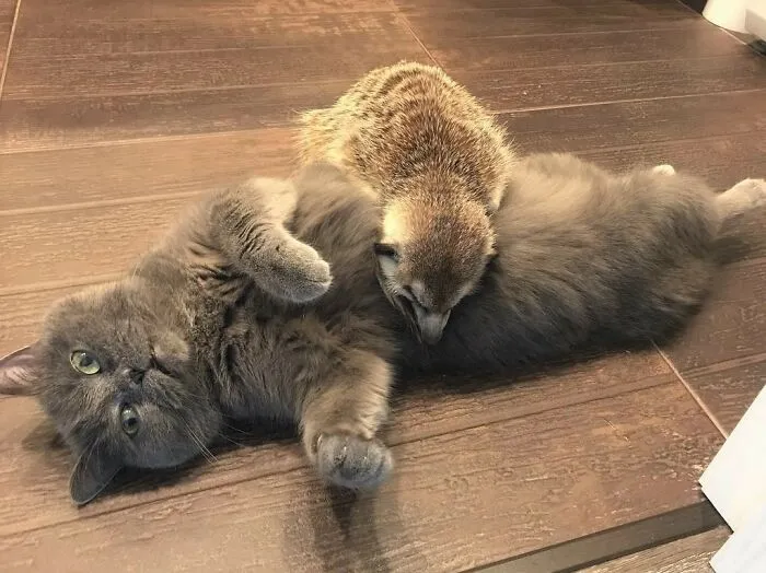Unlikely Animal Friendships That Will Melt Your Heart (21 Pics)