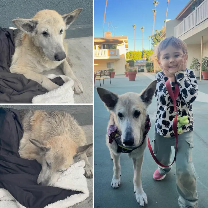 32 Fotos de perros adoptados antes y después de encontrar un hogar definitivo