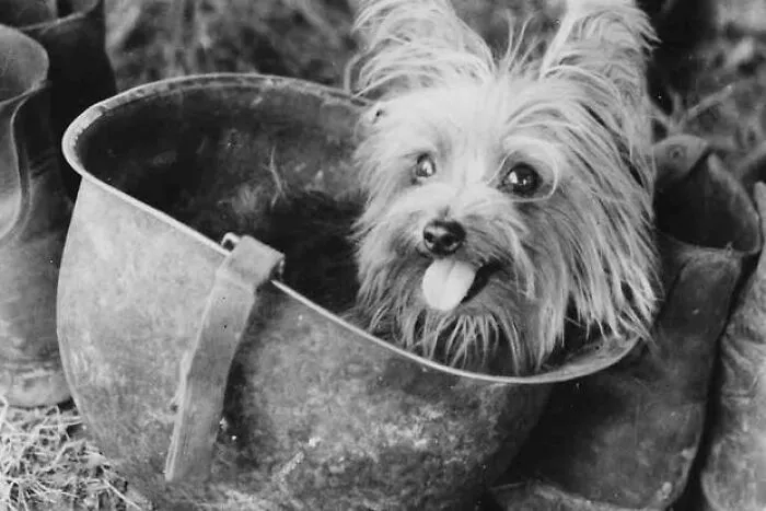 Smoky - WWII Therapy Dog