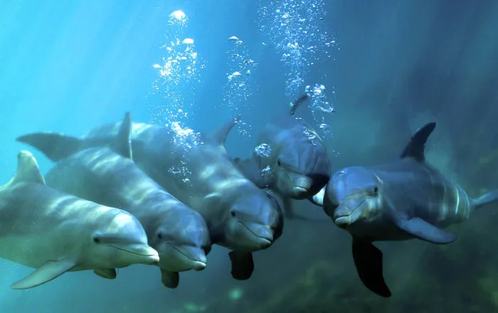 2# Bottlenose Dolphin