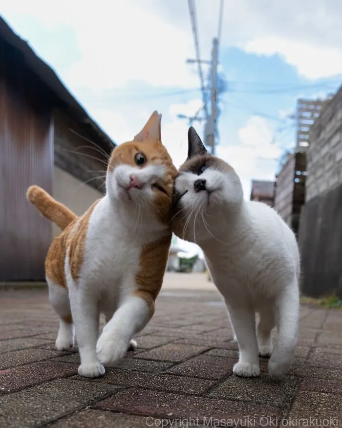 Japanese Street Cats Are Back With 43 New Photos Full Of Chaos And Charm