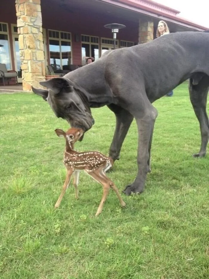 Unlikely Animal Friendships That Will Melt Your Heart (21 Pics)
