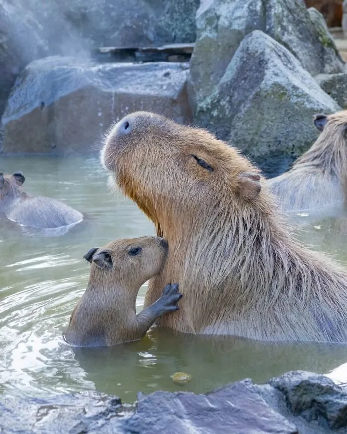 This Community Shares Wholesome Capybara Content, And Here Are 75 Of Their Best Pics