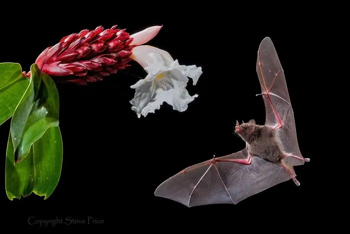 Estas 30 fotos de animales fueron elegidas por el público como las mejores del concurso de Photocrowd