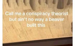 Hilarious TikTok Screenshots People Keep Sharing Because They Are Shockingly Real