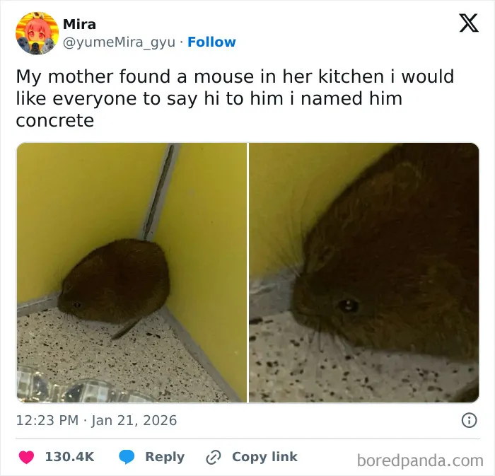 Of A Mouse