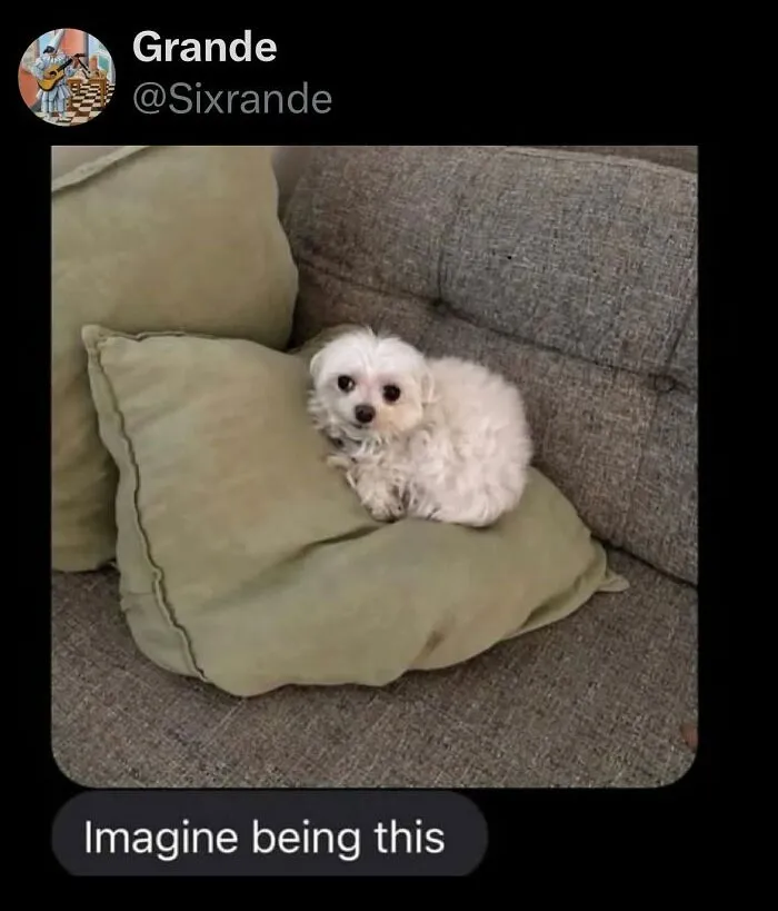 30 Funny Tweets For Anyone Who’s Tired Of The Depressing News
