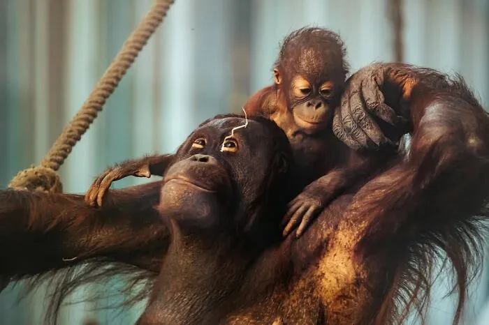 Estas 30 fotos de animales fueron elegidas por el público como las mejores del concurso de Photocrowd