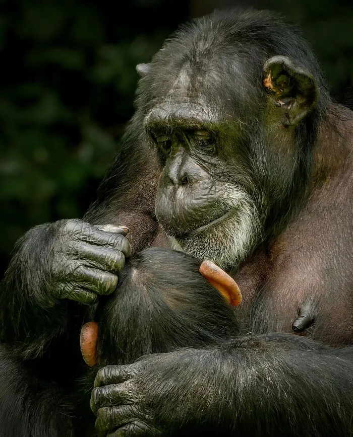 Estas 30 fotos de animales fueron elegidas por el público como las mejores del concurso de Photocrowd
