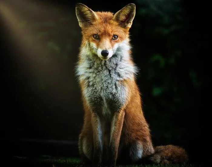 Estas 30 fotos de animales fueron elegidas por el público como las mejores del concurso de Photocrowd
