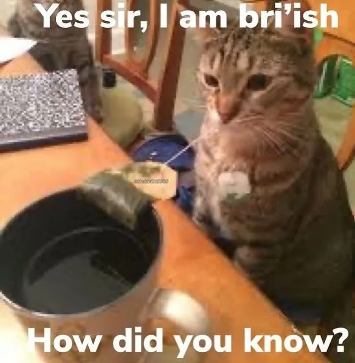 This Page Shares Its Funniest Cat Memes, And Here Are 85 Of The Best Ones