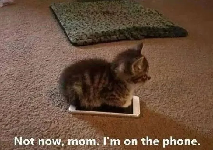 This Page Shares Its Funniest Cat Memes, And Here Are 85 Of The Best Ones