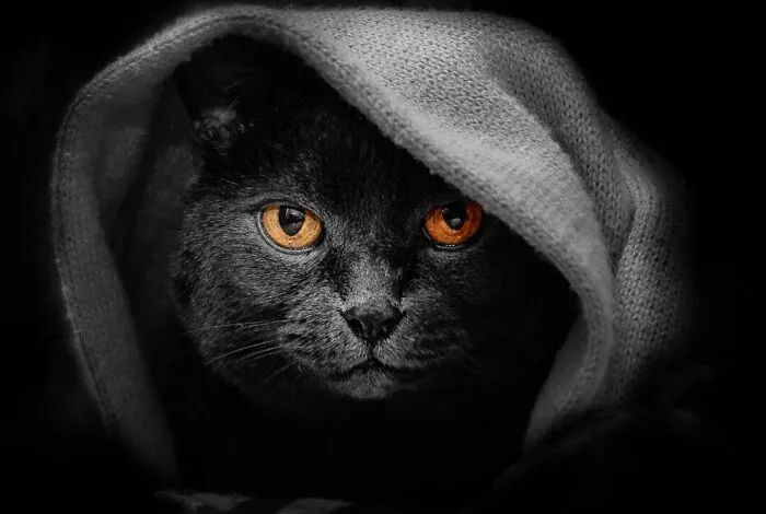 Estas 30 fotos de animales fueron elegidas por el público como las mejores del concurso de Photocrowd
