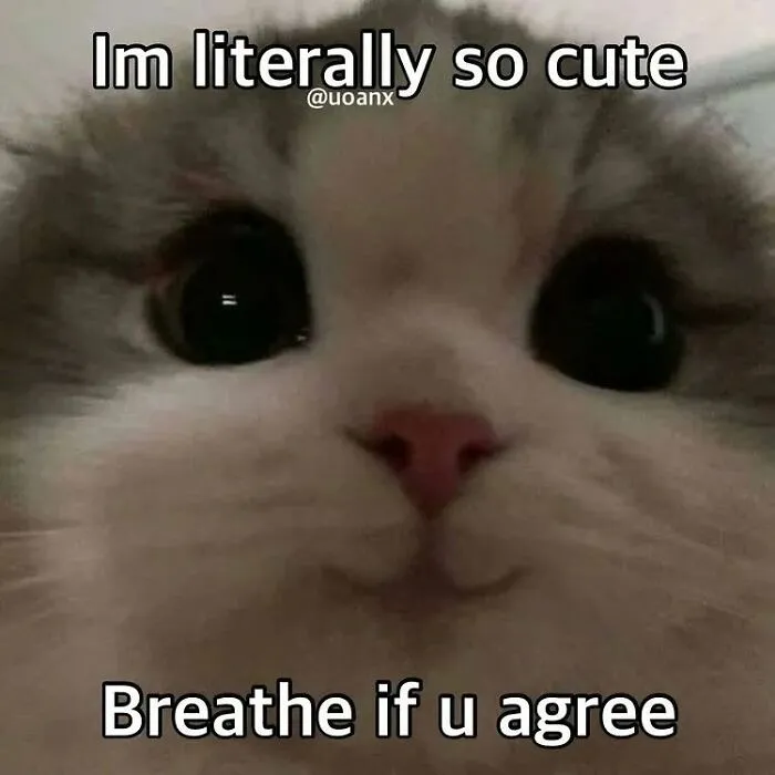 This Page Shares Its Funniest Cat Memes, And Here Are 85 Of The Best Ones
