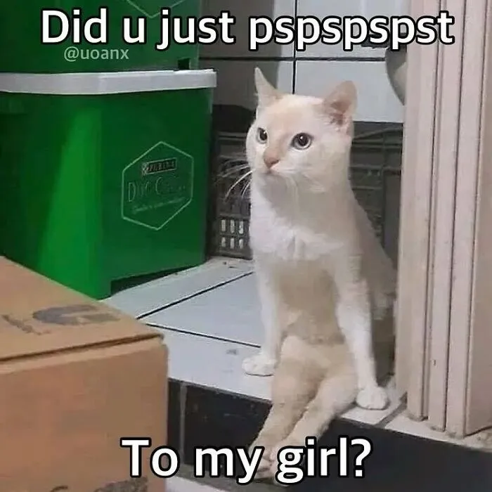 This Page Shares Its Funniest Cat Memes, And Here Are 85 Of The Best Ones