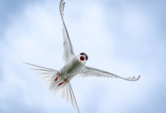 Estas 30 fotos de animales fueron elegidas por el público como las mejores del concurso de Photocrowd