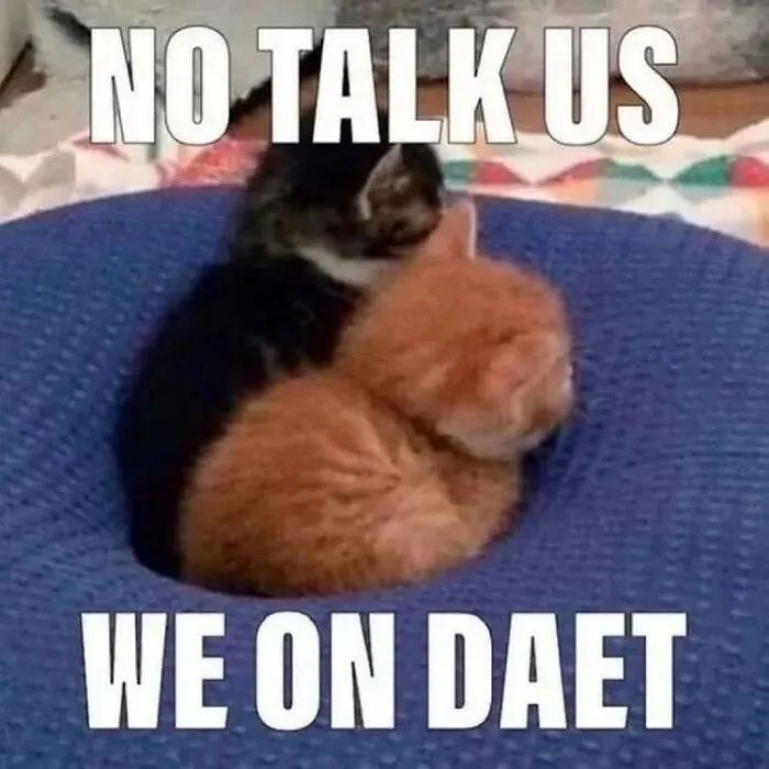 This Page Shares Its Funniest Cat Memes, And Here Are 85 Of The Best Ones