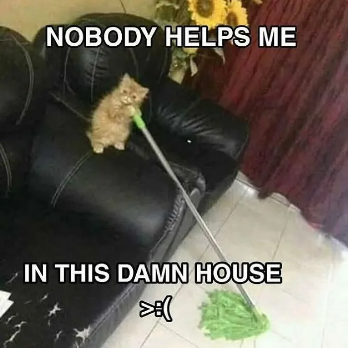 This Page Shares Its Funniest Cat Memes, And Here Are 85 Of The Best Ones