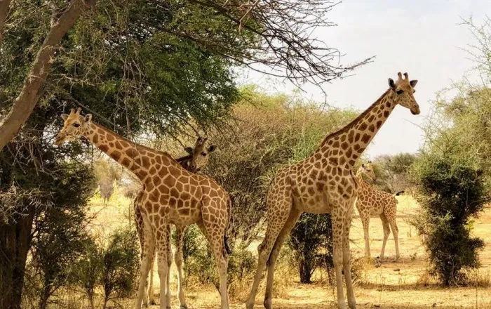 3# Giraffe