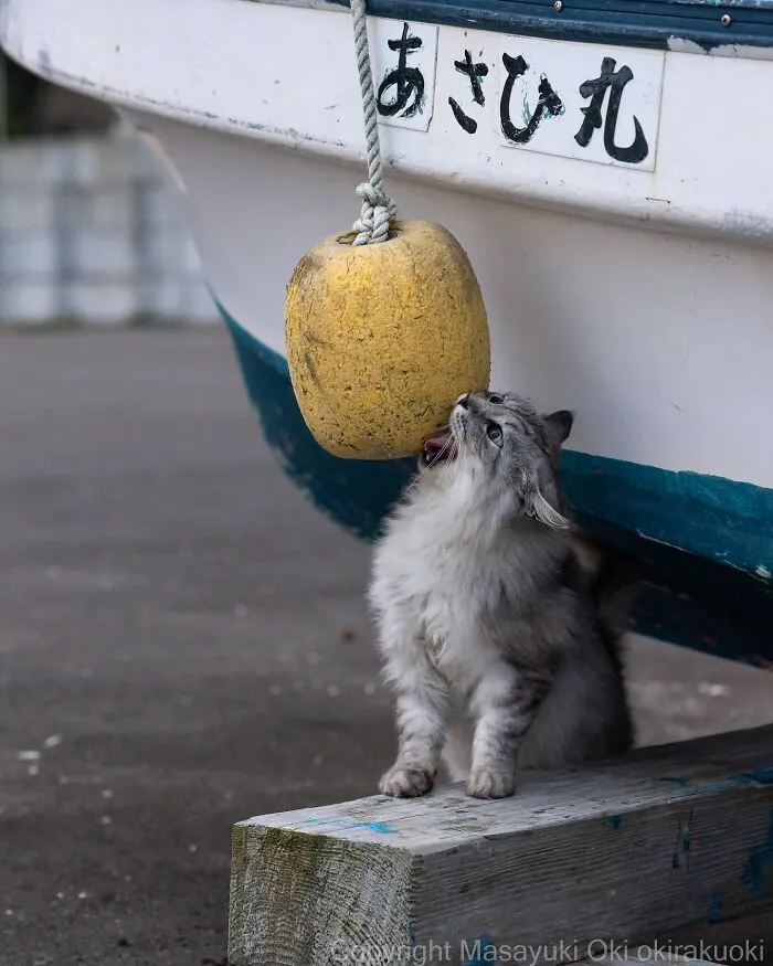 Japanese Street Cats Are Back With 43 New Photos Full Of Chaos And Charm
