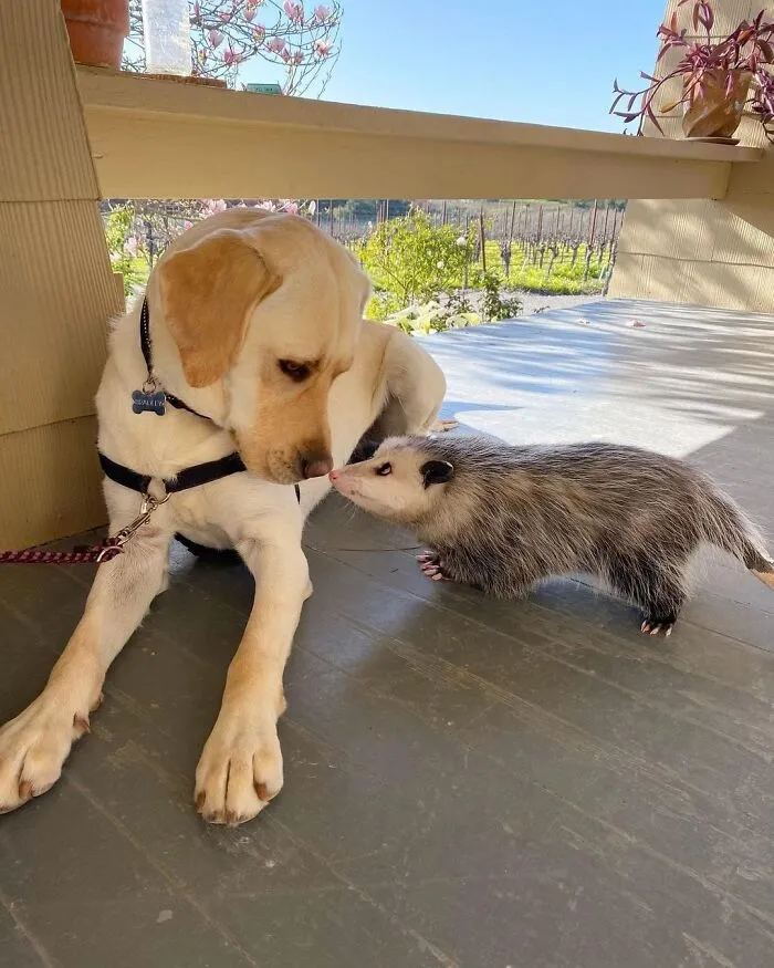 Unlikely Animal Friendships That Will Melt Your Heart (21 Pics)