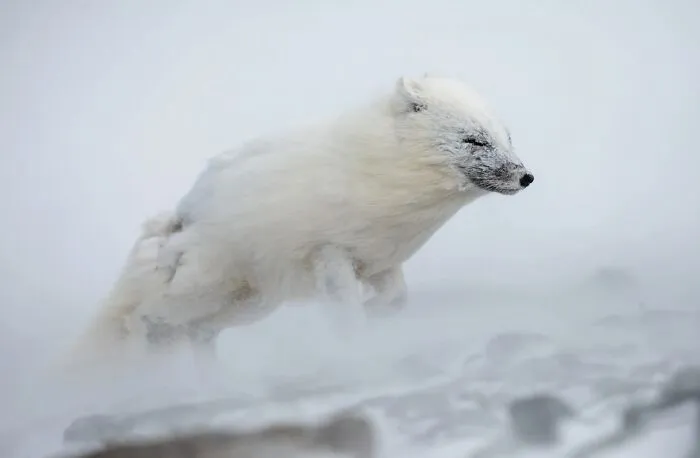 Estas 30 fotos de animales fueron elegidas por el público como las mejores del concurso de Photocrowd