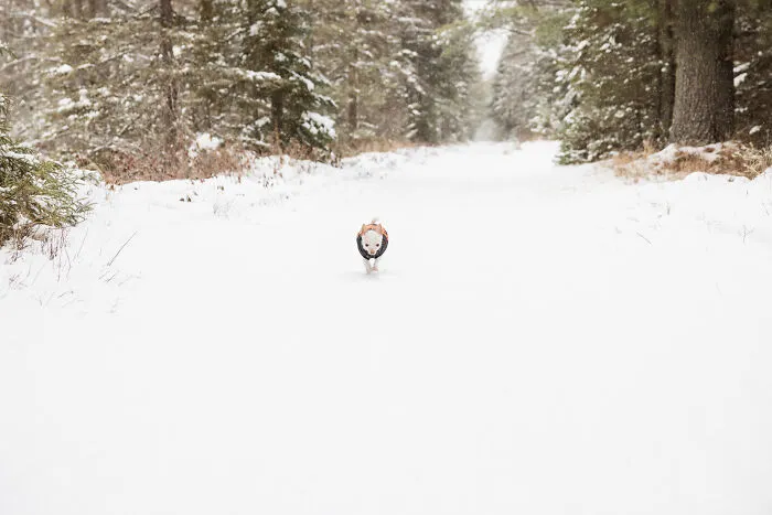30 Images Of My Tiny Chihuahua Surviving Winter To Warm Your Heart