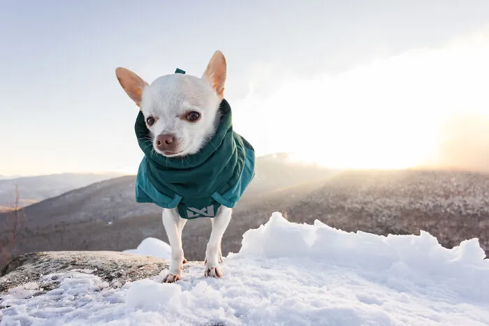30 Images Of My Tiny Chihuahua Surviving Winter And Stealing Hearts