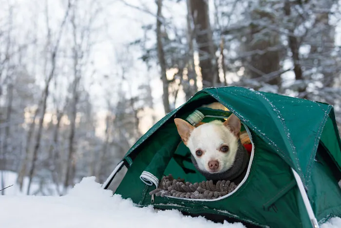 30 Images Of My Tiny Chihuahua Surviving Winter And Stealing Hearts