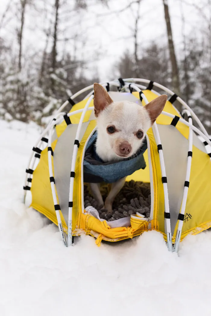 30 Images Of My Tiny Chihuahua Surviving Winter And Stealing Hearts