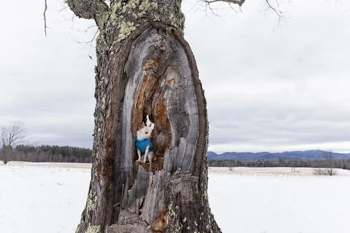 30 Images Of My Tiny Chihuahua Surviving Winter And Stealing Hearts