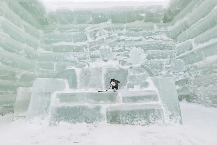 30 Images Of My Tiny Chihuahua Surviving Winter And Stealing Hearts