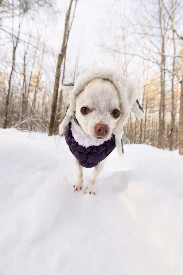 30 Images Of My Tiny Chihuahua Surviving Winter And Stealing Hearts