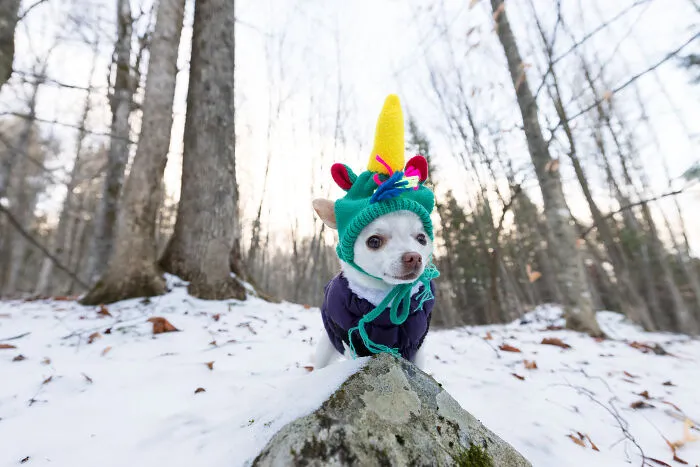 30 Images Of My Tiny Chihuahua Surviving Winter And Stealing Hearts
