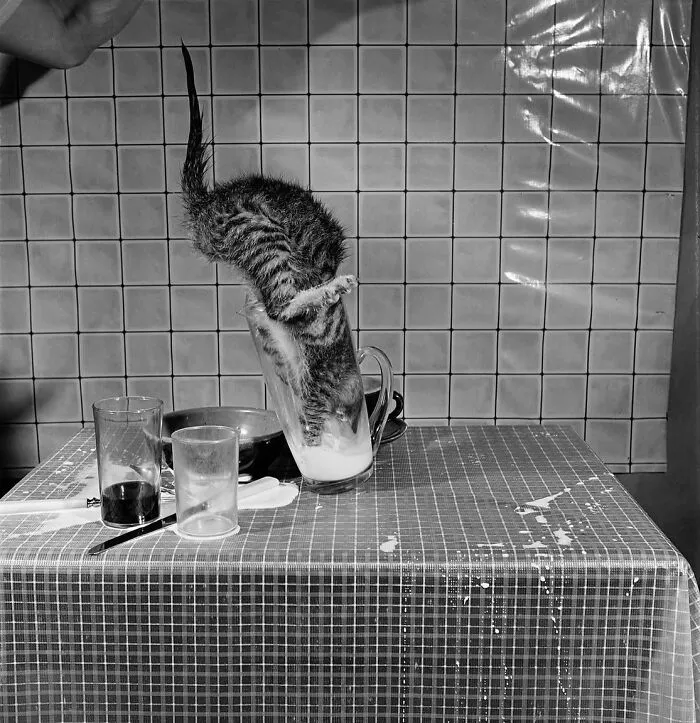 37 Fascinating Photos That Prove Timing Is Everything (New Pics)