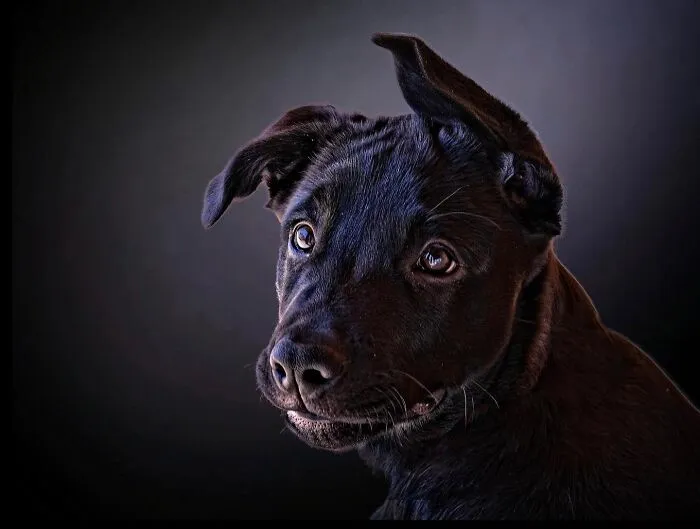 Estas 30 fotos de animales fueron elegidas por el público como las mejores del concurso de Photocrowd