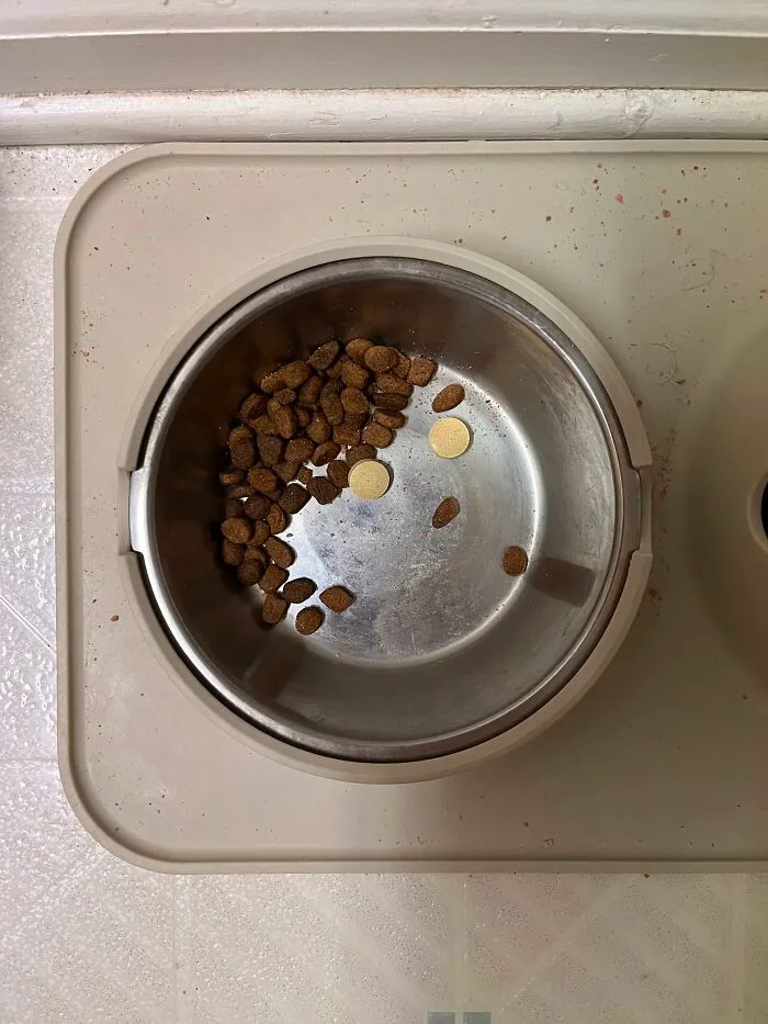 Tossed Pills Into The Dog’s Bowl. Bowl Isn’t Sure How He Feels About That