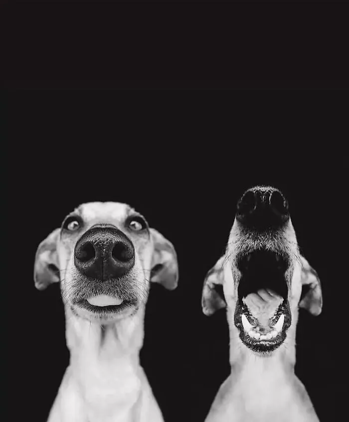 37 Fascinating Photos That Prove Timing Is Everything (New Pics)